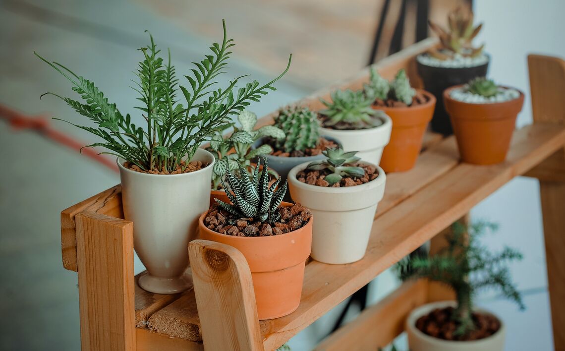 Indoor-Potted-Plants_Event-Thumbnail