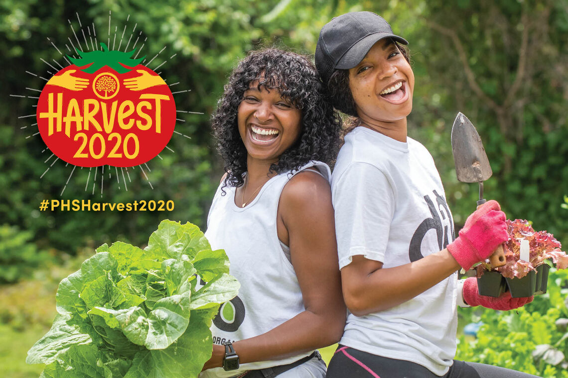 Harvest 2020