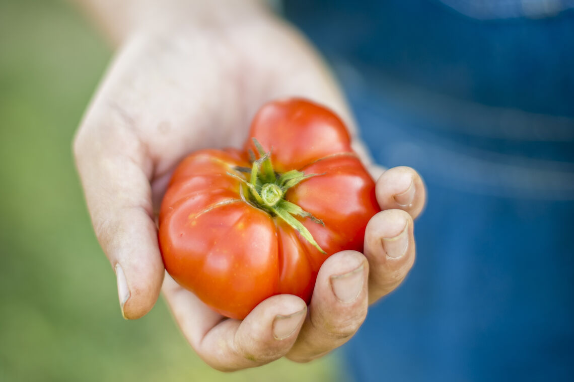 Tomato in Hand