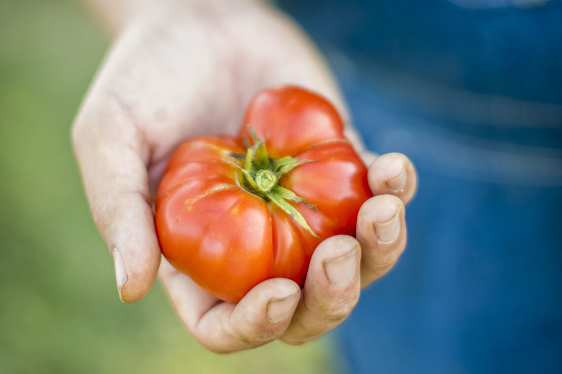 Tomato in Hand