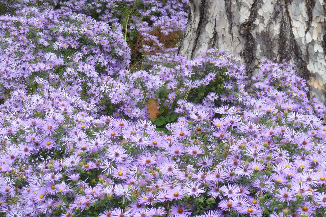 Symphiotrichum oblongifolium raydon_ Perennial-Flower