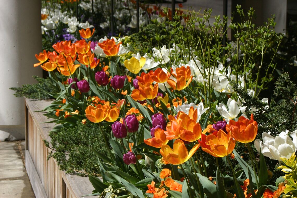 tulips phs planters