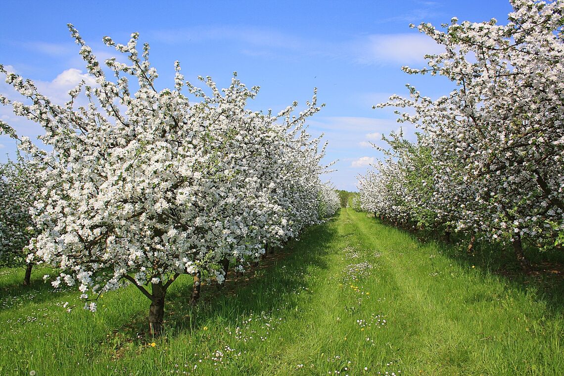 dressler apple orchard