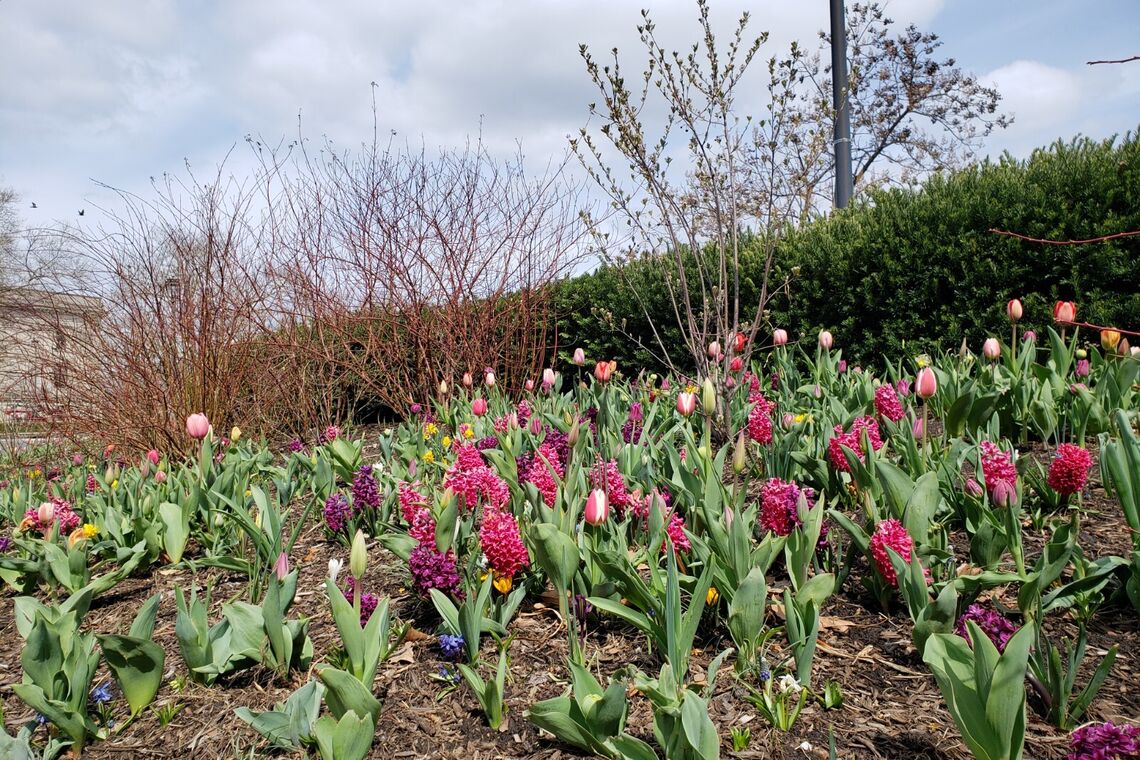 logan square tulips