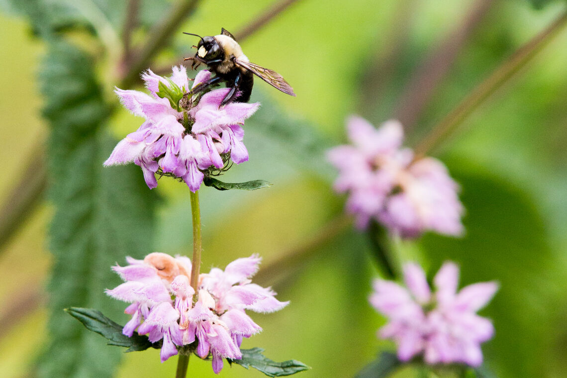 Bee pollinating flowers