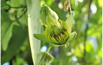 passionflower coriacea
