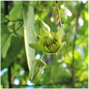 passionflower coriacea