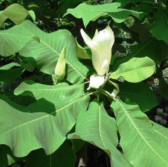 magnolia macrophylla
