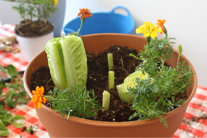 Vegetable Container Gardening for Beginners