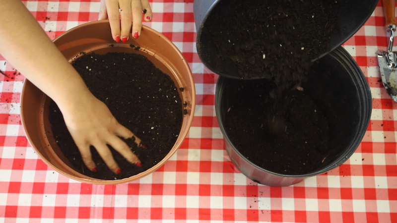 soil in container