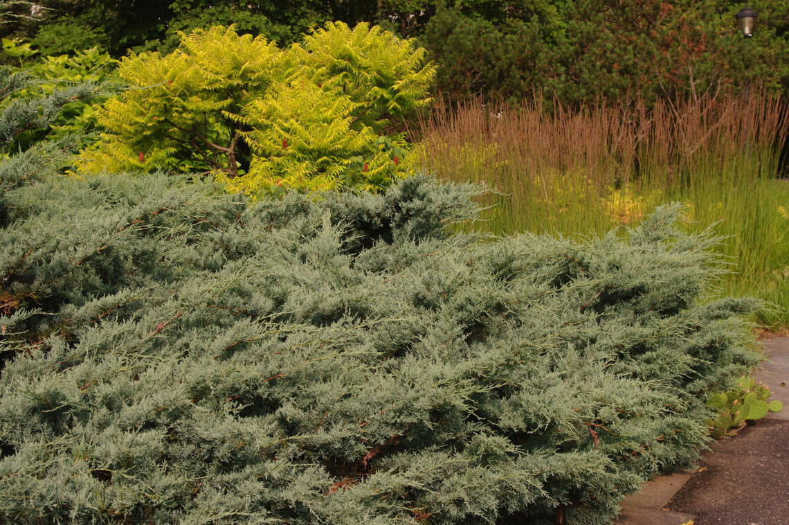 juniperus virginiana grey owl
