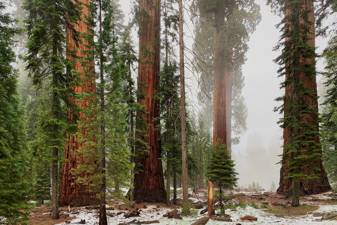 post tree curiosities image giant sequoias