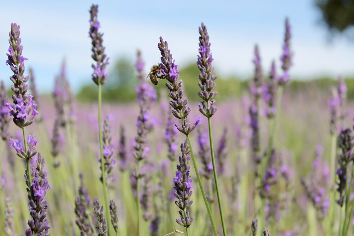 post how to grow lavender image lavender