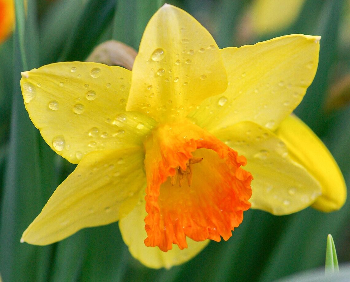 post plant now for spring beauty image daffodils