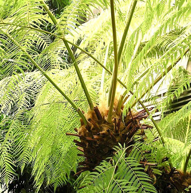 cyathea australis south st summer 23 plant