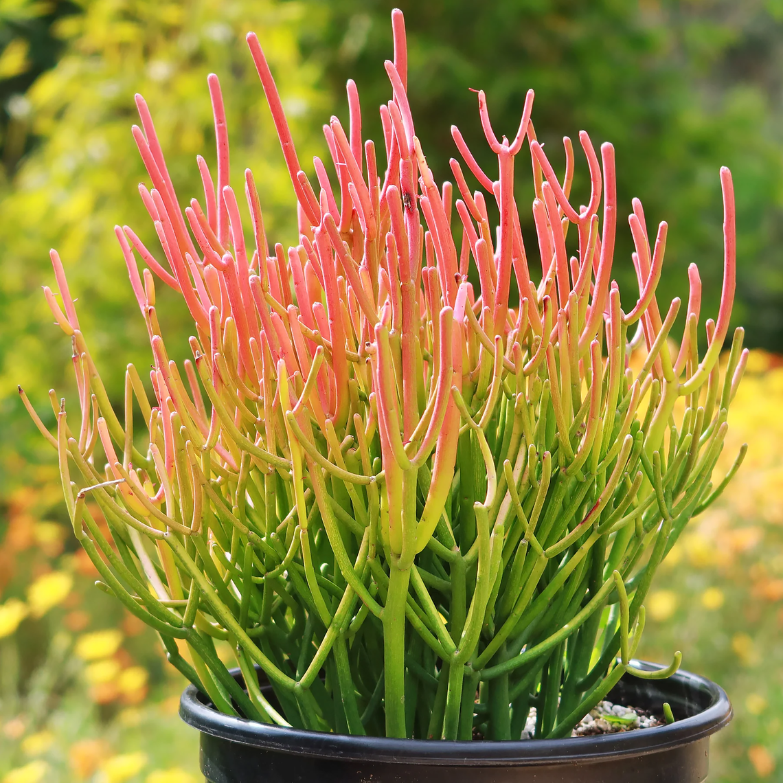 Euphorbia tirucalli ‘Fire of Sticks’ manayunk summer 23 plants