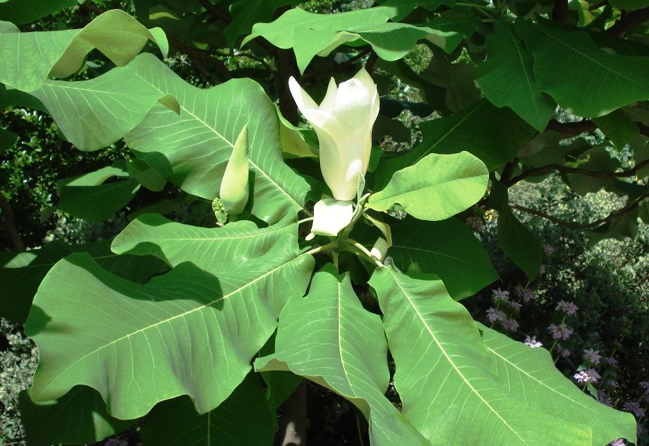 magnolia macrophylla 2022 stock image