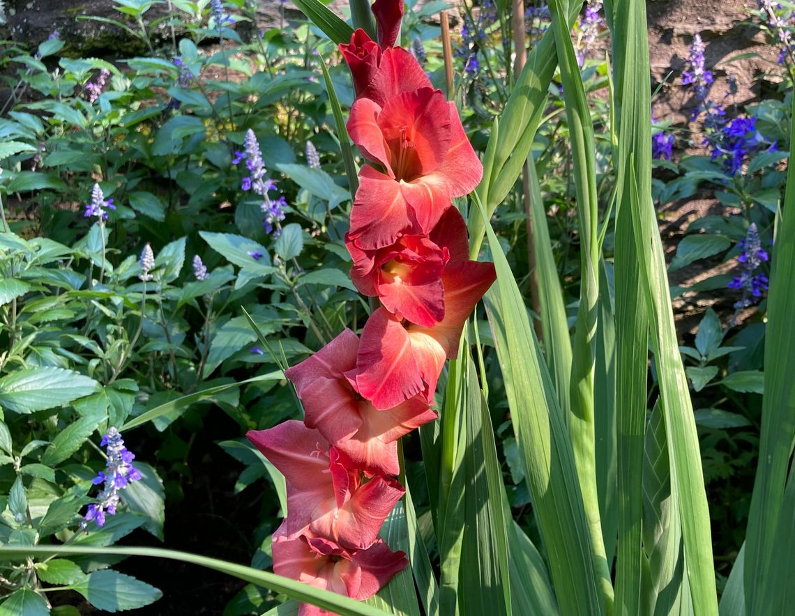gladiolus mohican 2023 july mbf