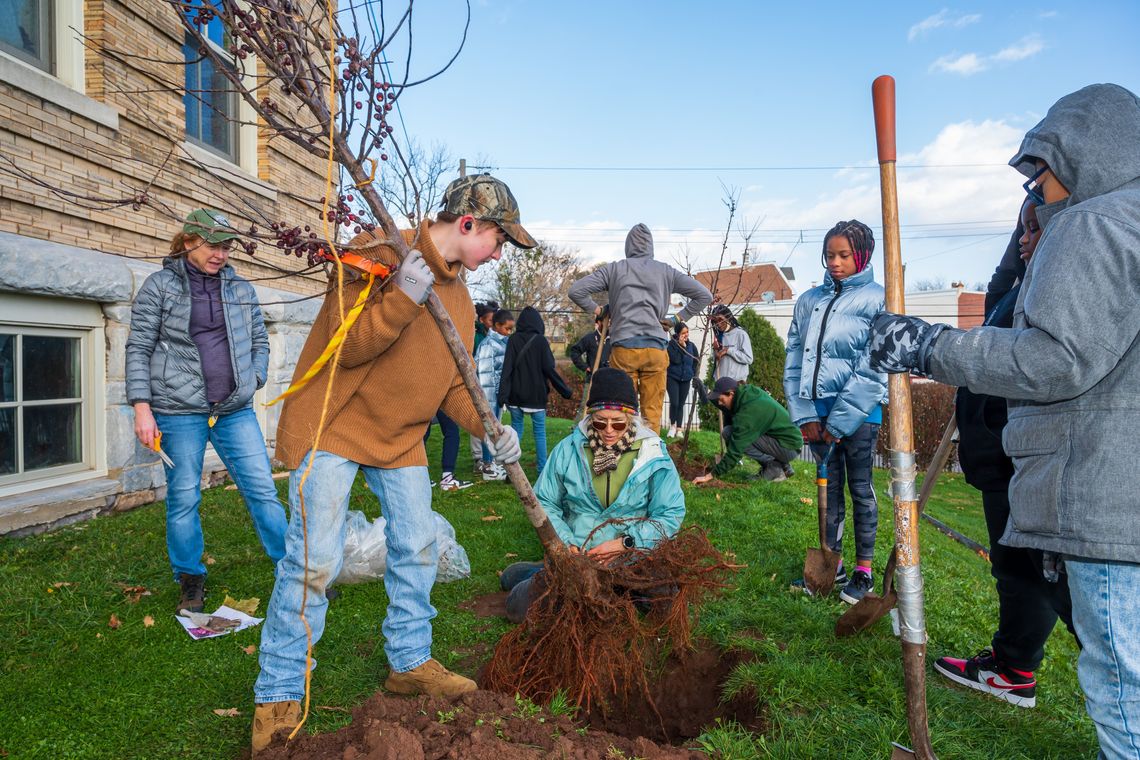 Fall tree planting in Norristown