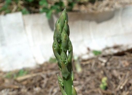 24GMP asparagus officinalis