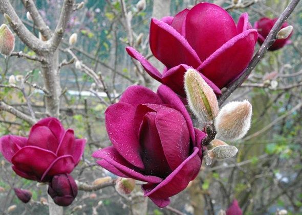 24GMP magnolia genie