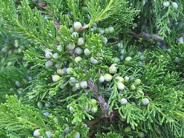 juniperus virginiana emerald sentinel stock