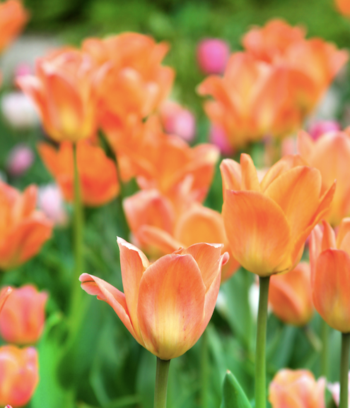 Tulipa 'All Season Orange Mix'