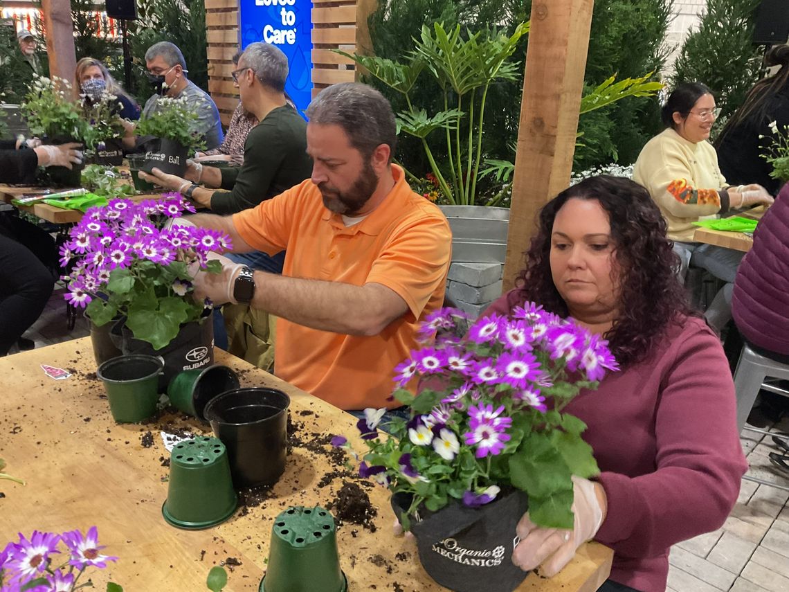 couple planting senetti with pansies at the philadelphia flower show