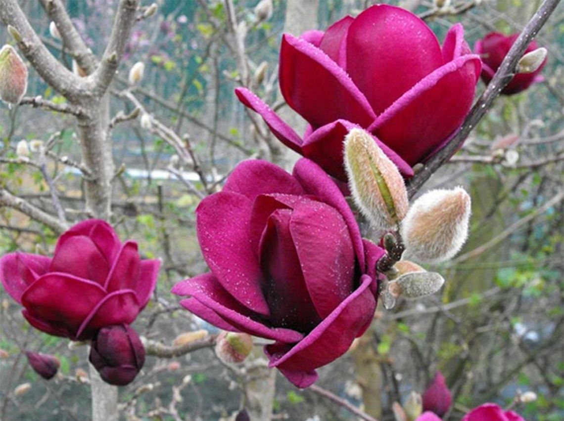 magnolia genie copy