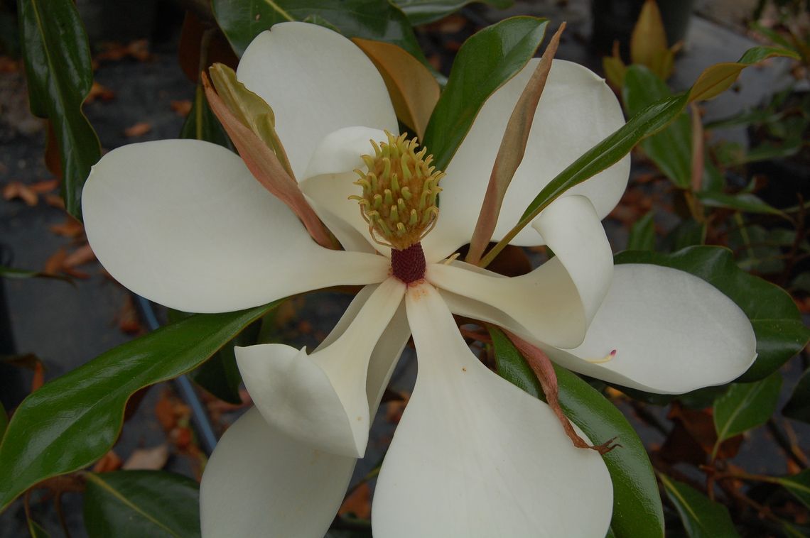 magnolia grandiflora kay parris may 28 ls 1 1