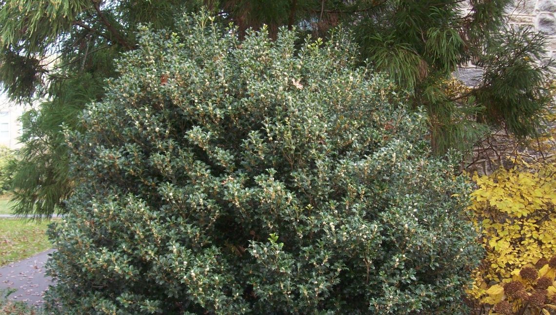 osmanthus heterophyllus gulftide jwc