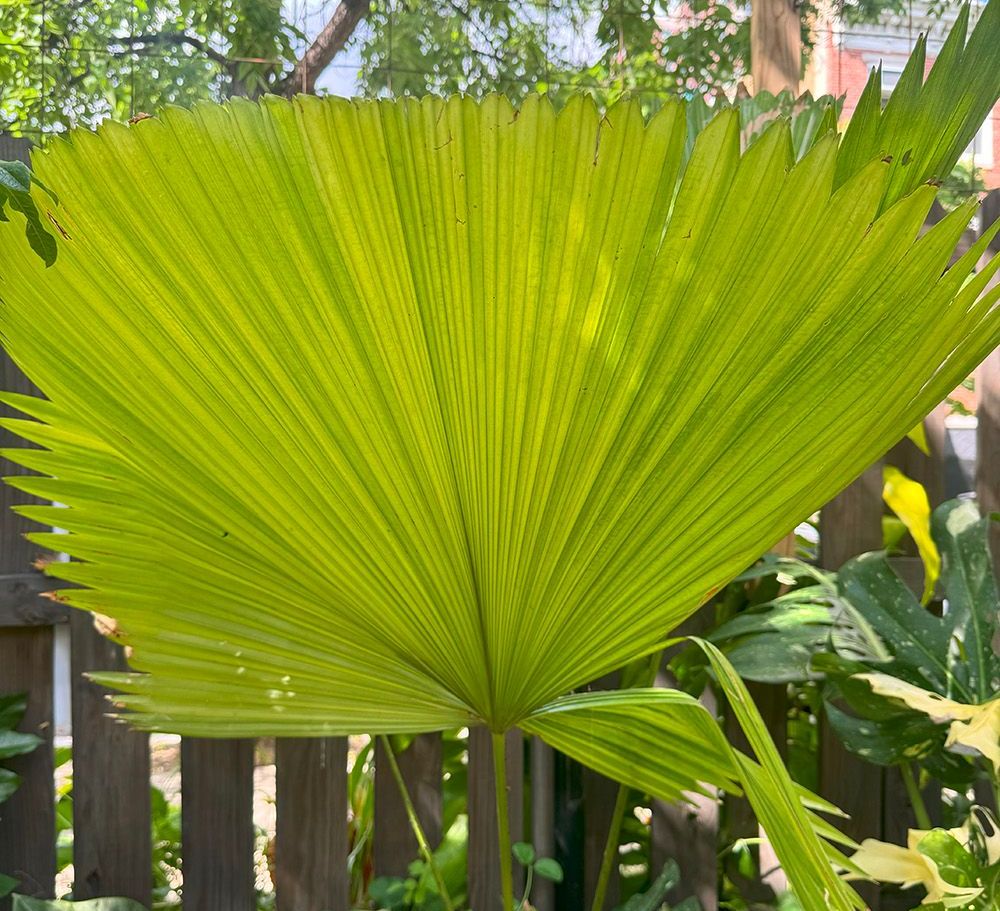 licuala elegans fan palm