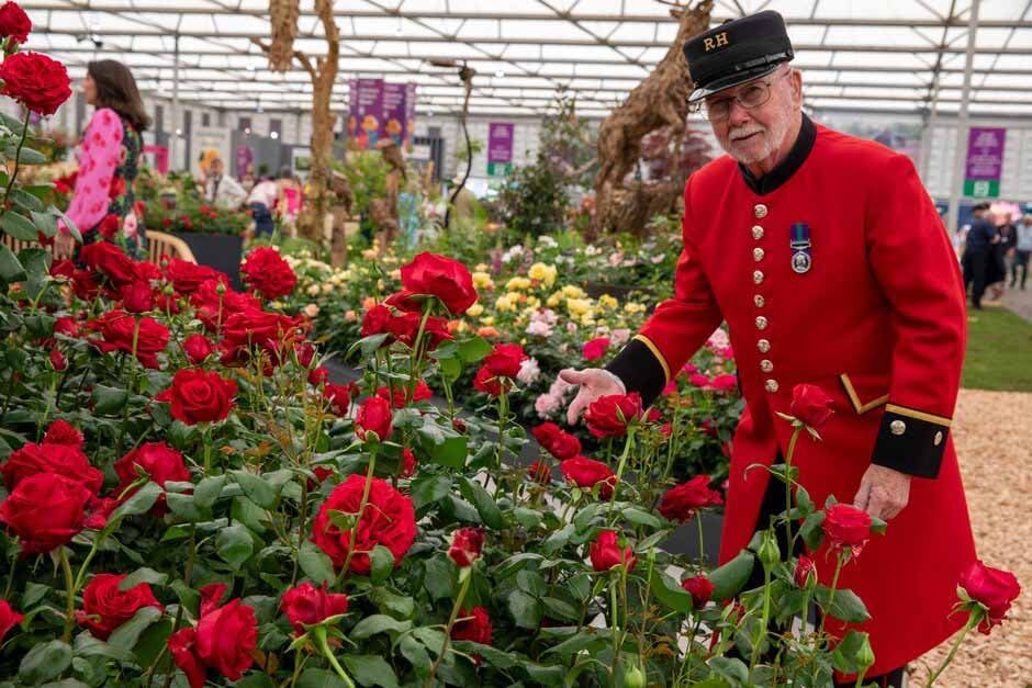 rose chelsea pensioner inside the great pavilion rhs chelsea flower show 2024