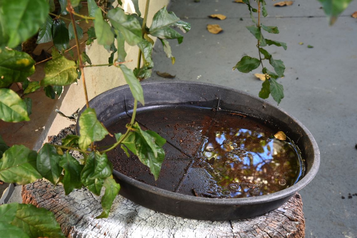 standing water in a pot