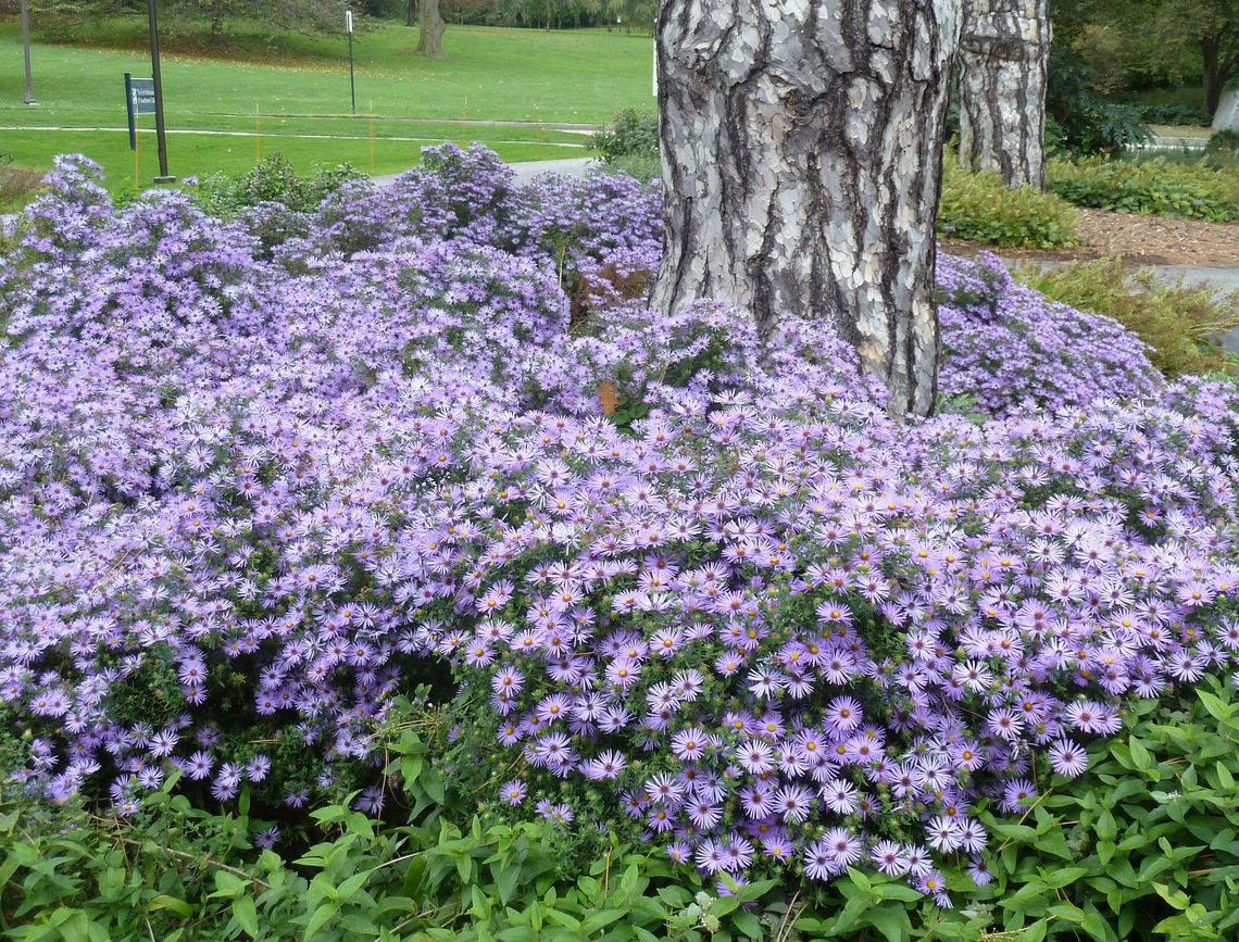 symphiotrichum oblongifolium raydon s favorite scott arboretum