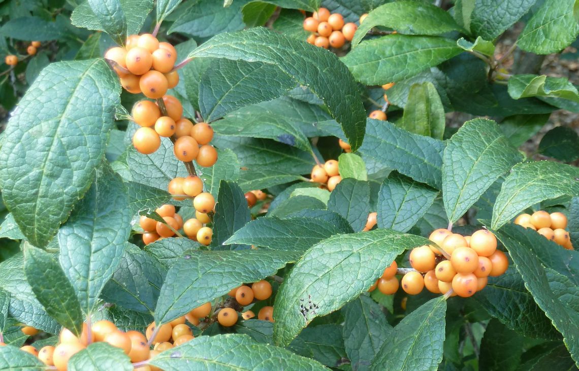 ilex verticillata winter gold scott arboretum 2