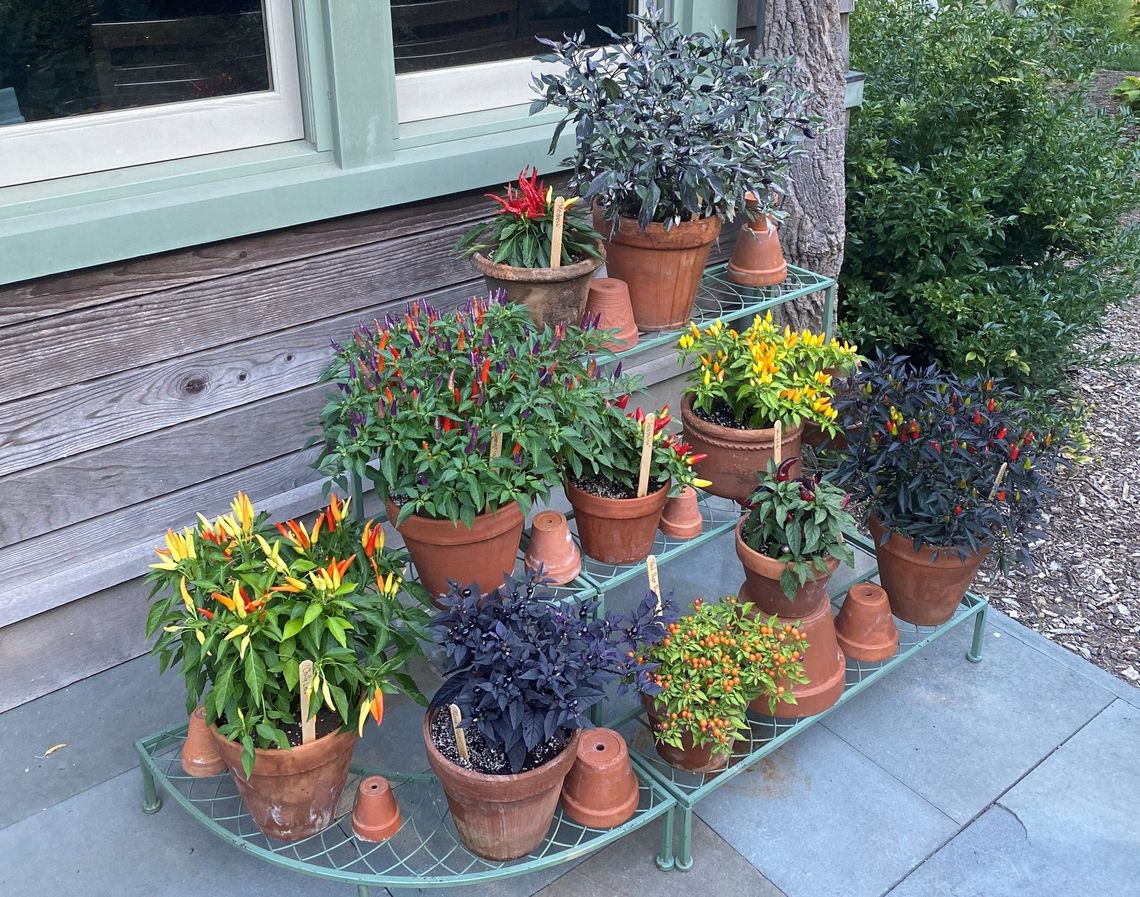 ornamental pepper display at scott arboretum 1